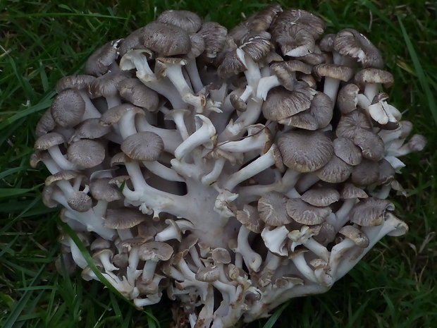 trúdnik klobúčkatý Polyporus umbellatus (Pers.) Fr.