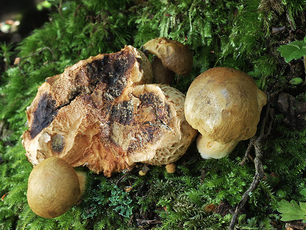 suchohríb cudzopasný Pseudoboletus parasiticus (Bull.) Šutara