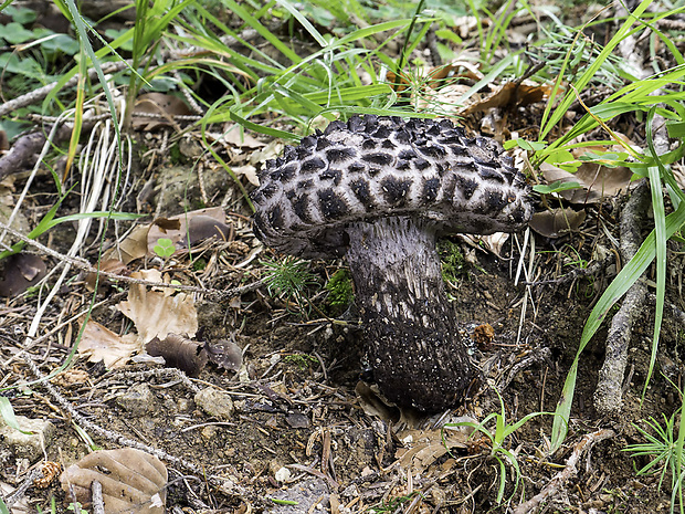 šiškovec šupinatý Strobilomyces strobilaceus (Scop.) Berk.