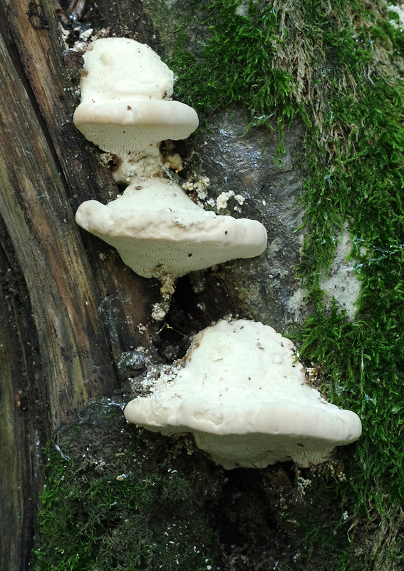 trúdnikovec hrbatý Trametes gibbosa (Pers.) Fr.