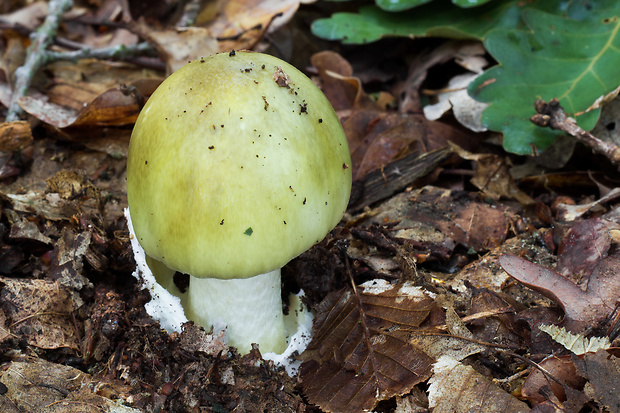 muchotrávka zelená Amanita phalloides (Vaill. ex Fr.) Link