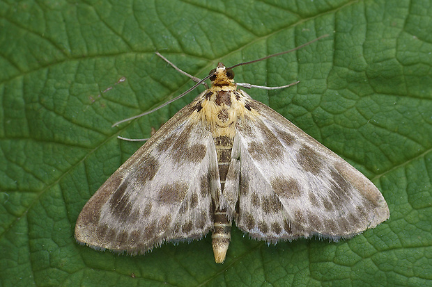 vijačka záhradná Anania hortulata