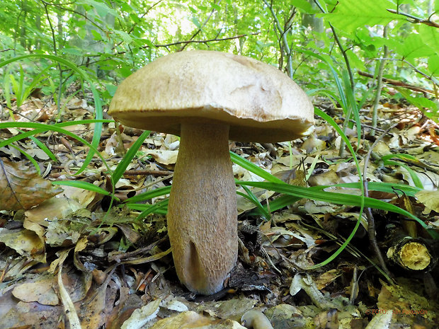 hríb brezový Boletus betulicola (Vassilkov) Pilát & Dermek (1974)