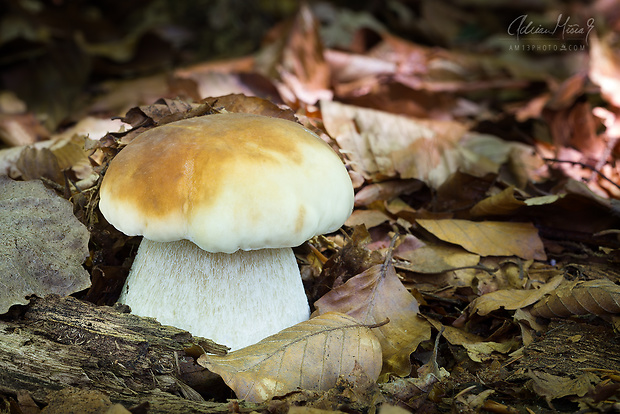 hríb smrekový Boletus edulis Bull.