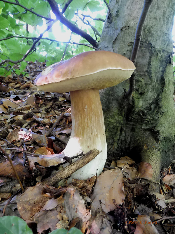 hríb smrekový Boletus edulis Bull.