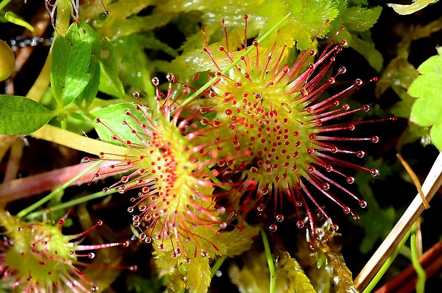 rosička okrúhlolistá Drosera rotundifolia L.