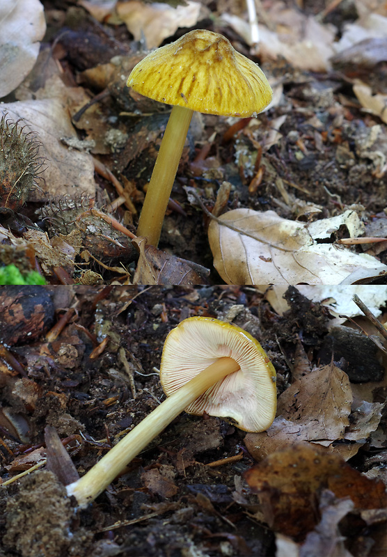 štítovka žltá Pluteus leoninus (Schaeff.) P. Kumm.