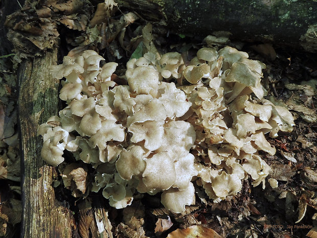 trúdnik klobúčkatý Polyporus umbellatus (Pers.) Fr.