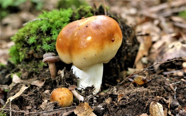 plávka smradľavá Russula foetens Pers.