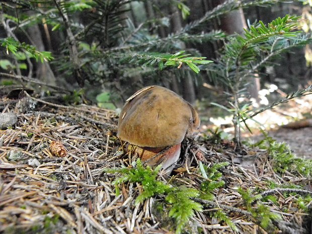 hríb zrnitohlúbikový Sutorius luridiformis (Rostk.) G. Wu & Zhu L. Yang