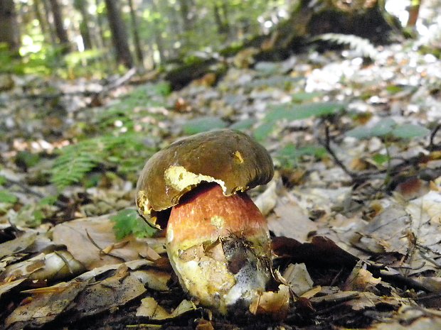 hríb zrnitohlúbikový Sutorius luridiformis (Rostk.) G. Wu & Zhu L. Yang