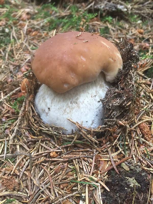 hríb smrekový Boletus edulis Bull.