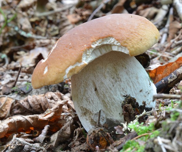 hríb smrekový Boletus edulis Bull.