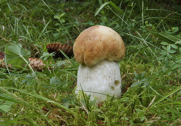 hríb smrekový Boletus edulis Bull.