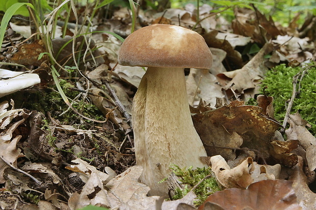 hríb dubový Boletus reticulatus Schaeff.