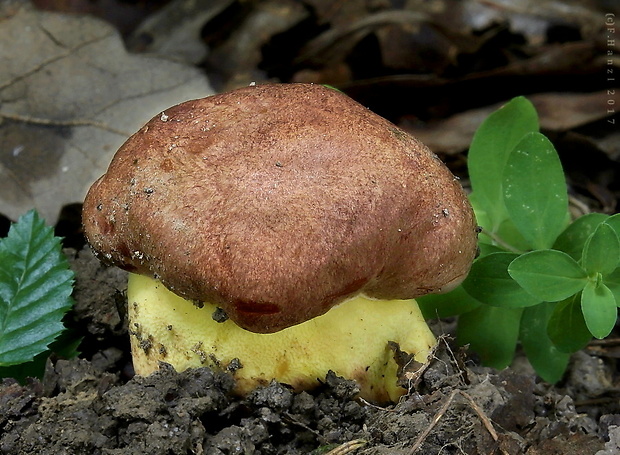 hríb príveskatý Butyriboletus appendiculatus (Schaeff. ex Fr.) Secr.