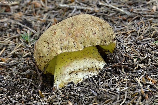 hríb horský Butyriboletus subappendiculatus (Dermek, Lazebn. & J. Veselský) D. Arora & J.L. Frank