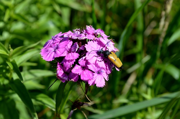 klinček bradatý nakopený Dianthus barbatus subsp. compactus (Kit.) Heuff.