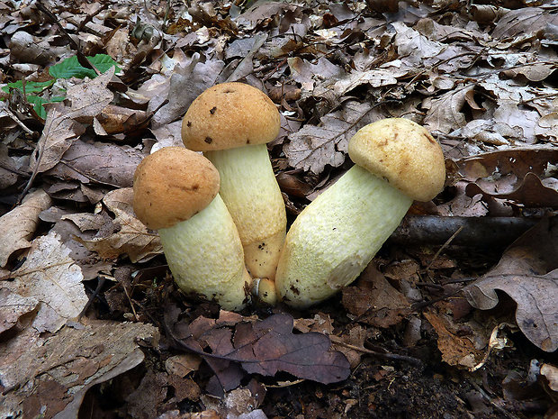 kozák žltopórový Leccinellum crocipodium (Letell.) Della Maggiora & Trassinelli