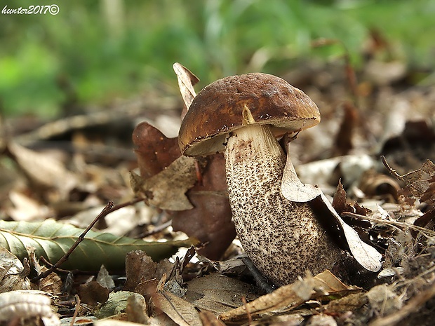 kozák hrabový Leccinum pseudoscabrum (Kallenb.) Šutara