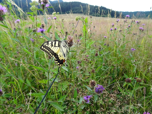 vidlochvost feniklový Papilio machaon