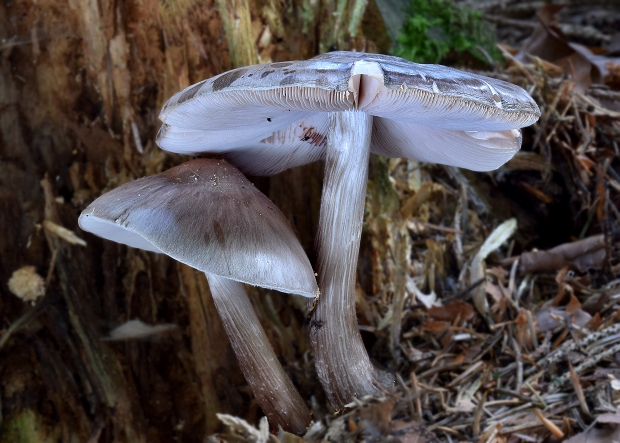 štítovka Pluteus sp.