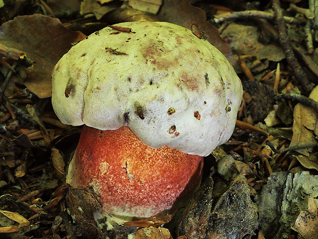 hríb Le Galovej Rubroboletus legaliae (Pilát & Dermek) Della Maggiora & Trassin.