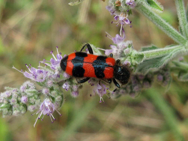 pestroš včelí Trichodes apiarius