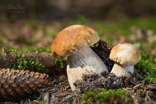 hríb smrekový Boletus edulis Bull.