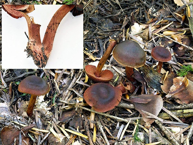 pavučinovec drevomilný Cortinarius vitiosus (M.M. Moser) Niskanen, Kytöv., Liimat. & S. Laine