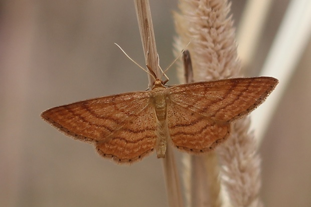 piadica okrová Idaea ochrata