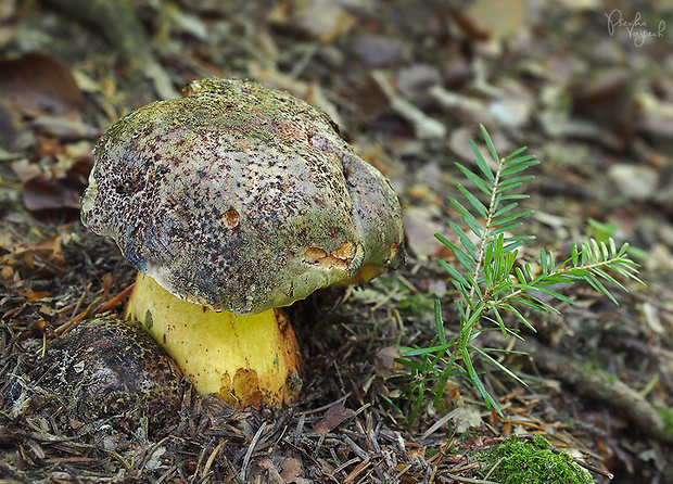 hríb zavalitý Imperator torosus Fr. in Fr. et Hök