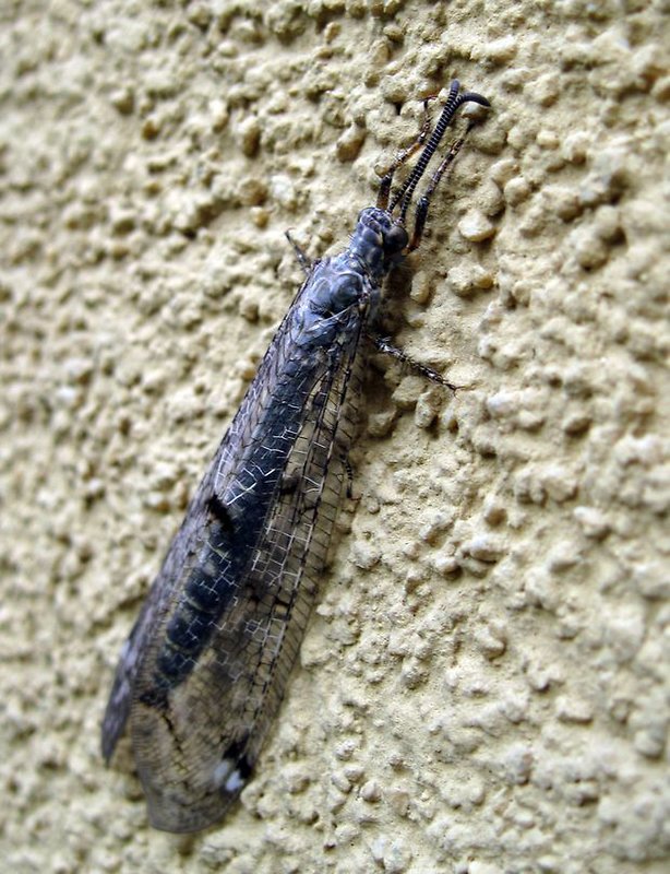 mravcolev čiernobruchý Myrmeleon formicarius L.