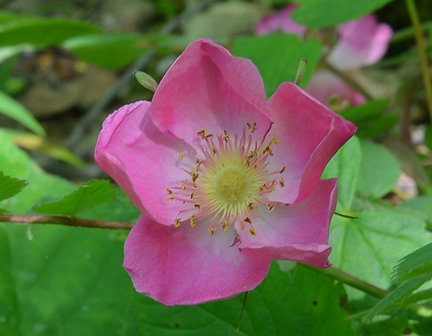 ruža ovisnutá Rosa pendulina L.