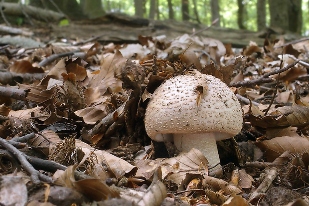 muchotrávka červenkastá Amanita rubescens Pers.