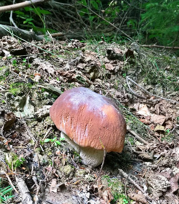 hríb smrekový Boletus edulis Bull.