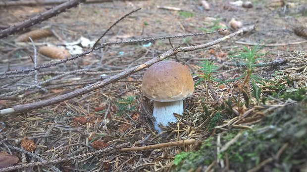 hríb smrekový Boletus edulis Bull.