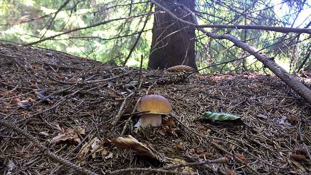 hríb smrekový Boletus edulis Bull.