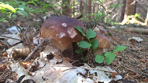 hríb smrekový Boletus edulis Bull.