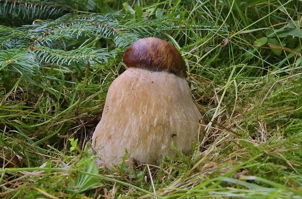 hríb dubový Boletus reticulatus Schaeff.