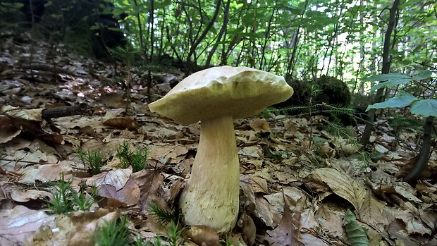 hríb dubový Boletus reticulatus Schaeff.