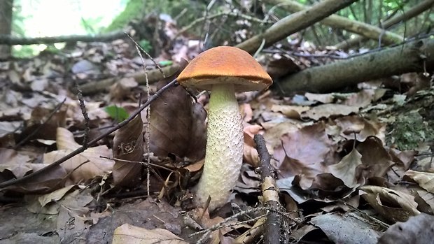 kozák osikový Leccinum albostipitatum den Bakker & Noordel.