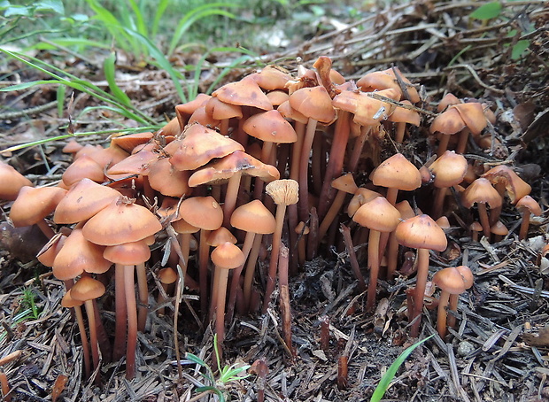 koreňovica matná Phaeocollybia jennyae (P. Karst.) Romagn.