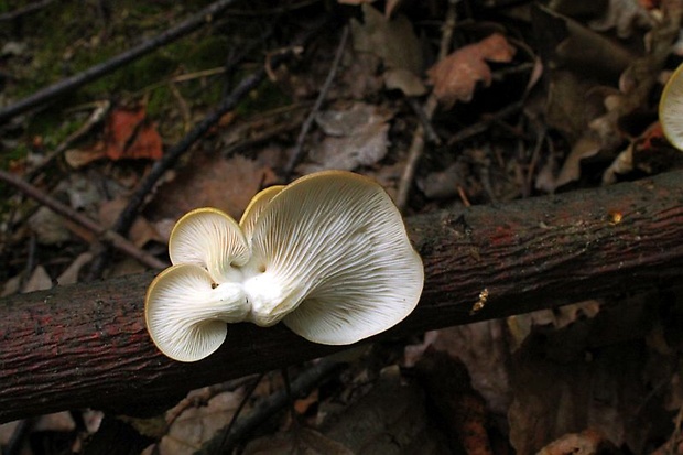 hliva buková Pleurotus pulmonarius (Fr.) Quél.