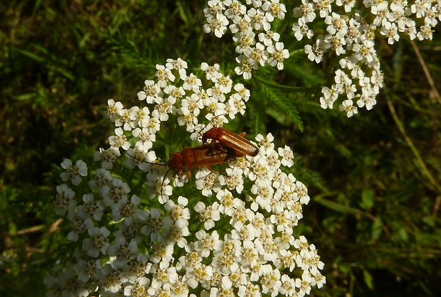 snehulčík Rhagonycha fulva