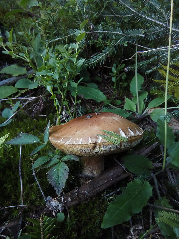 hríb smrekový Boletus edulis Bull.