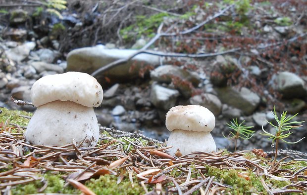 hríb smrekový Boletus edulis Bull.