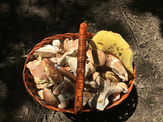 hríb dubový Boletus reticulatus Schaeff.