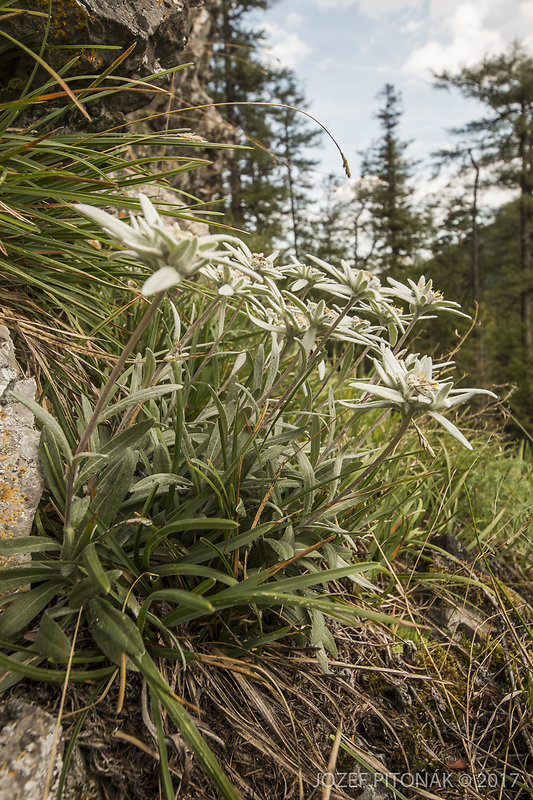 plesnivec alpínsky Leontopodium alpinum Cass.