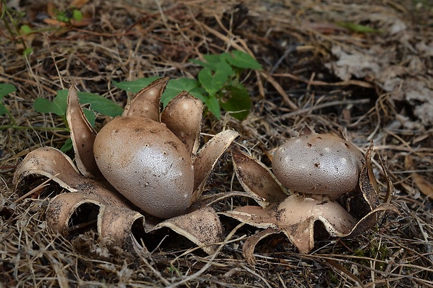 mnohokrčka dierkovaná Myriostoma coliforme (Dicks.) Corda